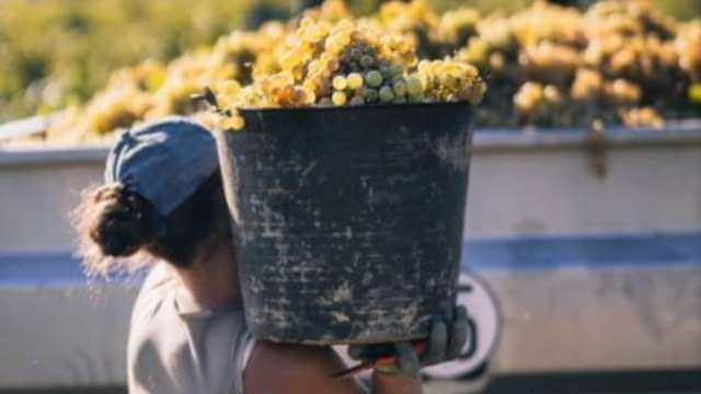 Women Driving Innovation in Wine and Gastronomy
